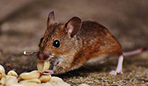 24 Hour & Emergency Exterminators in Elizabeth Cty, NC